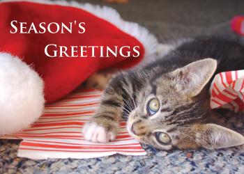 Greeting Card 6